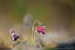 Fekete kökörcsin (bíborpiros virágú) - védett, 10.000 Ft/egyed
