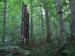 Őserdő Stužica, nemzeti természeti rezervátum, Szlovákia